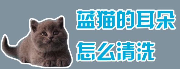蓝猫的耳朵怎么清洗的好？
