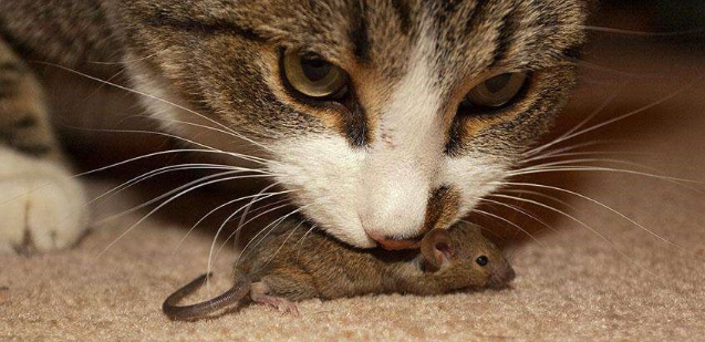 猫咪为什么咬着老鼠叫呢