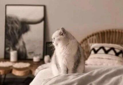 杀死一只猫会遭报应吗