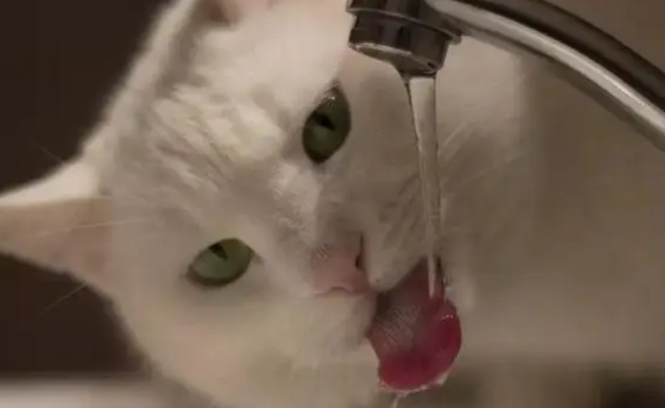 小猫多久喝一次水