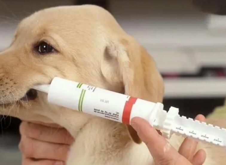 狗狗拉出蛔虫严重吗