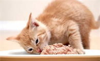 为什么吃多了猫咪拉肚子了
