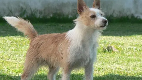 葡萄牙波登可犬怎么洗澡?怎么给它洗澡?