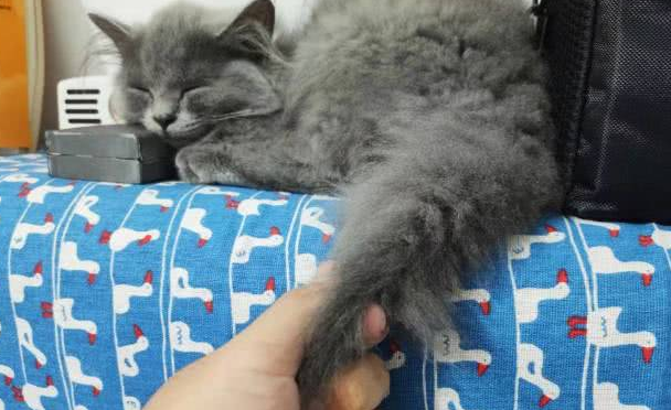 抓住猫尾巴提起来后果