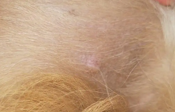 狗狗肚子为什么有硬块
