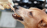 狗狗怀孕了能不能吃鸡骨头