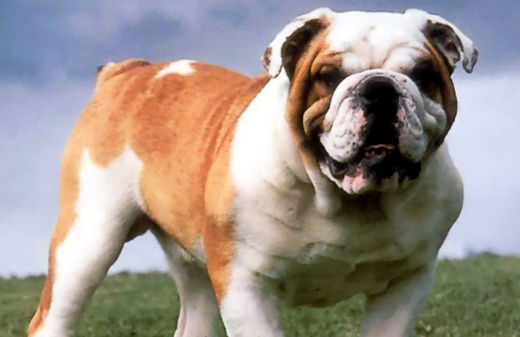 英国斗牛犬用什么洁齿好?清洁方法是? 英国斗牛犬用什么洁齿好?清洁方法是?