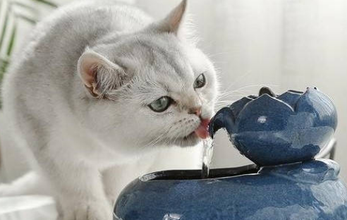 猫临产前不停喝水 猫临产前不停喝水