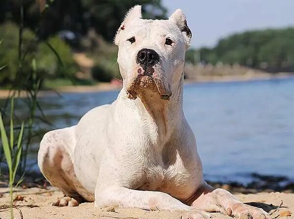杜高犬怎么训练?训练技巧大揭秘! 杜高犬怎么训练?训练技巧大揭秘!