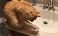 猫身上沾水会得猫藓吗