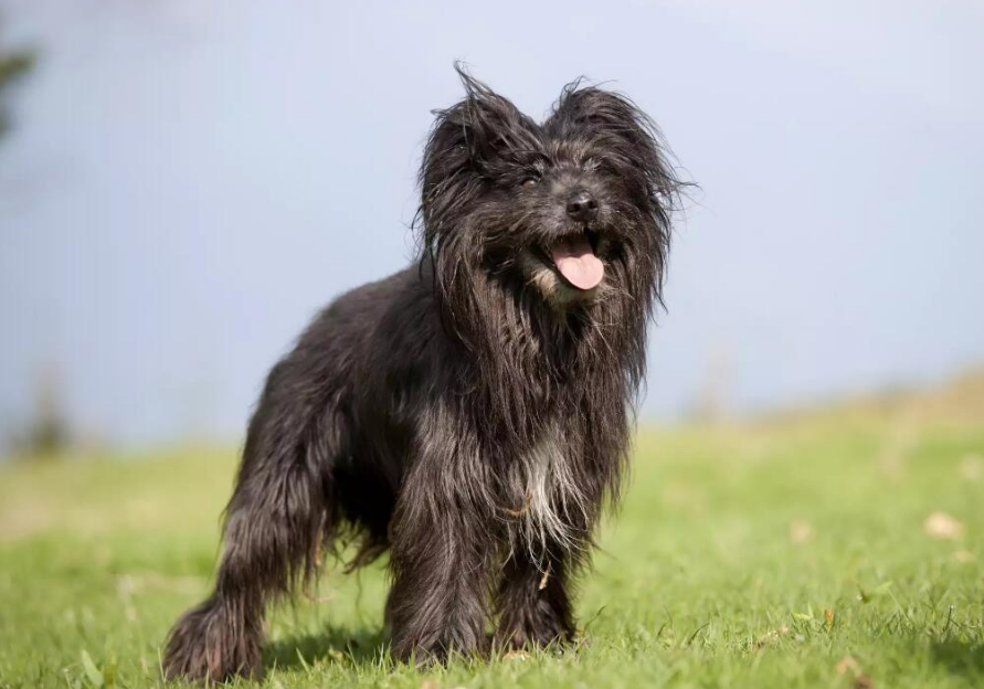 比利牛斯牧羊犬拉稀怎么办?看看这里怎么说 比利牛斯牧羊犬拉稀怎么办?看看这里怎么说