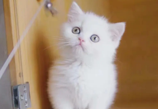 纯种矮脚猫多少钱一只