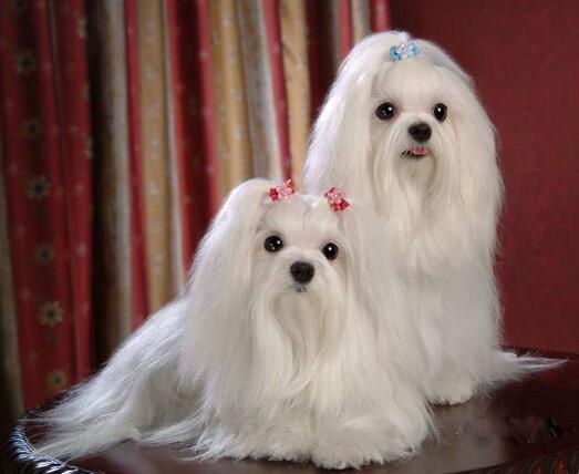 马耳他犬多少钱一只
