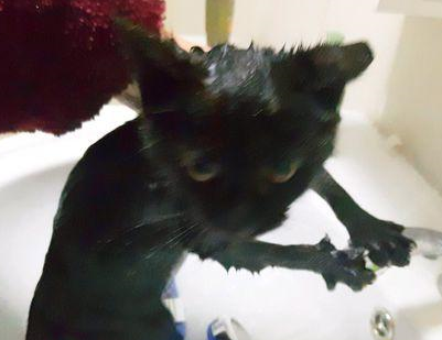 刚捡回来的流浪黑猫洗澡，水混成这样……