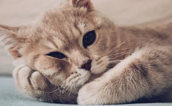 小公猫尿血是怎么回事 小公猫尿血是怎么回事