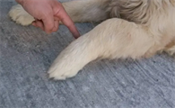 狗狗前腿为什么萎缩了