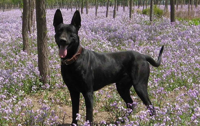 黑狼犬的优点和缺点是什么?来看这里 黑狼犬的优点和缺点是什么?来看这里