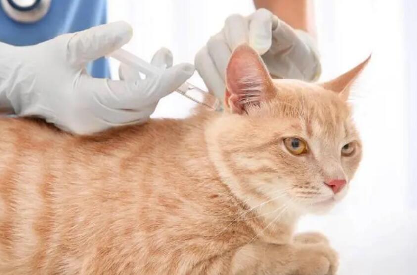 猫的核心疫苗有哪些