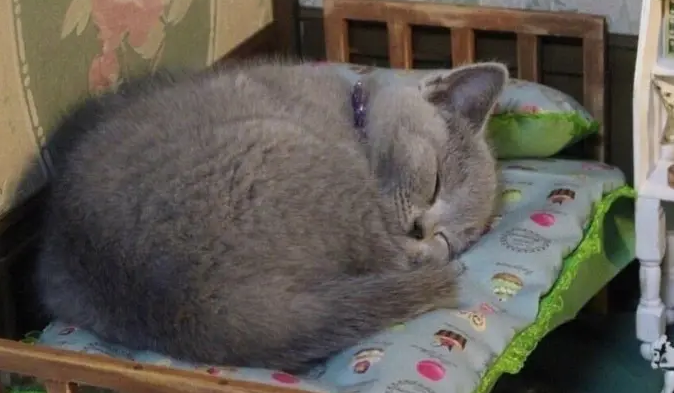 猫鼻头干燥还嗜睡