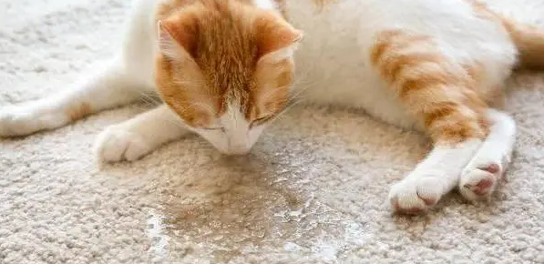 猫咪乱尿怎么去除味道啊 猫咪乱尿怎么去除味道啊