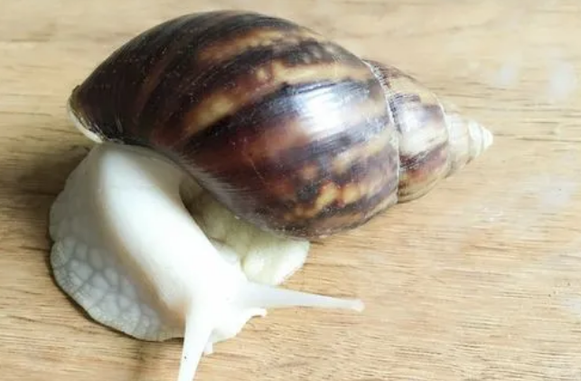 宠物蜗牛好养吗