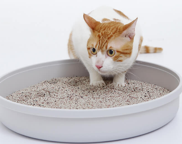 猫砂生产基地在哪里