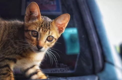 孕猫一直舔舐身体是不是快生了