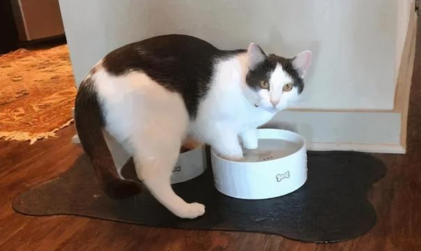 奶牛猫的智商相当于几岁 奶牛猫的智商相当于几岁