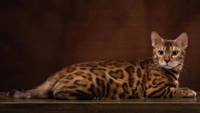 孟加拉豹猫容易得的病 孟加拉豹猫容易得的病