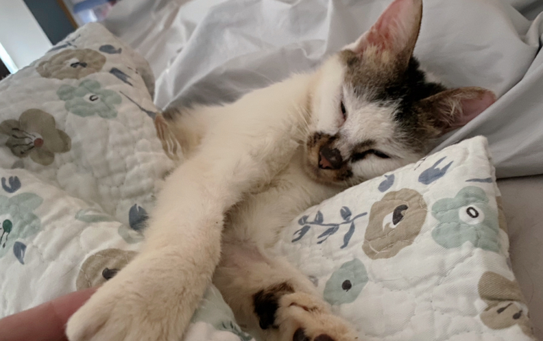 猫咪霸占床为什么会叫