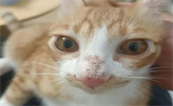 猫咪鼻子烂了是为什么