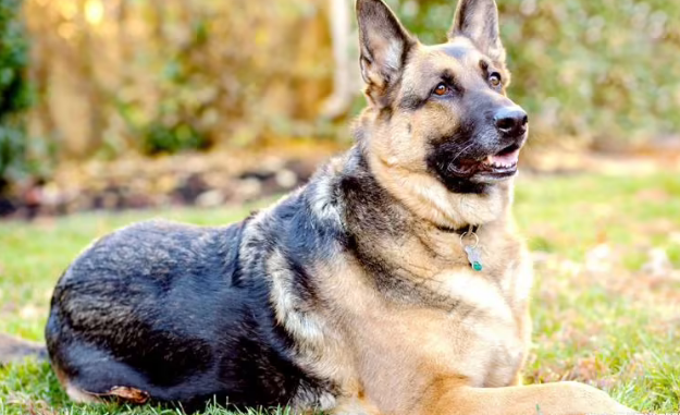 东德牧羊犬幼犬价格