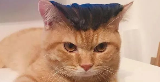 猫咪为什么怕人的头发呢 猫咪为什么怕人的头发呢