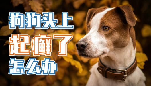 狗狗为什么会头上起癣的原因