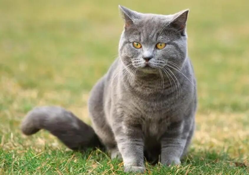 猫最忌讳什么颜色 猫最忌讳什么颜色