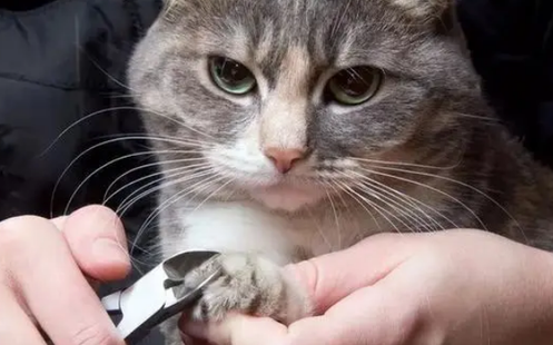 猫咪剪到血线不管有事吗