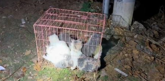 本该是宠物的它们,却只能在深夜里互相依偎,成为彼此依靠 本该是宠物的它们,却只能在深夜里互相依偎,成为彼此依靠