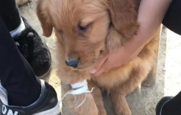 狗拉血打什么针