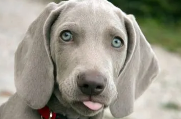 威玛猎犬牙齿怎么洗？刷牙方法是？