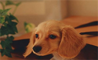 狗狗得黄疸全身变黄还有救吗?来看看吧