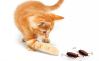 猫咪为什么喜欢吃蟑螂