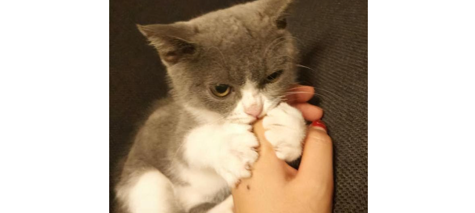 猫咪为什么要摸手指呢