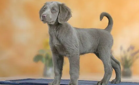 德国威玛猎犬价格 德国威玛猎犬价格