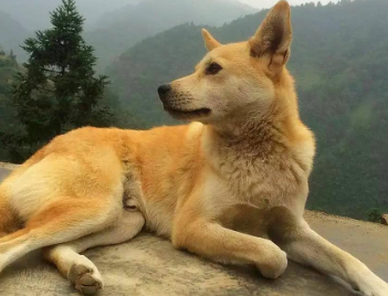 土狗怎么训练上厕所,这里有答案 土狗怎么训练上厕所,这里有答案