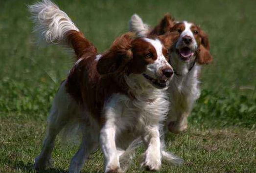 威尔士跳猎犬得了犬瘟如何治疗？来了解下吧