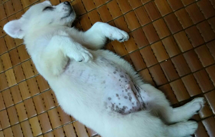 狗狗的毛出现很多黑色的东西 狗狗的毛出现很多黑色的东西