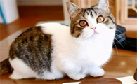 猫咪会不会对黄油糖感兴趣