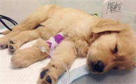 犬细小病毒用什么药治疗