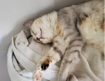 猫咪头要枕着什么情况