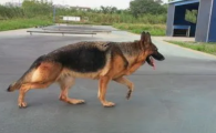 德牧和什么犬杂交好